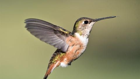 colibri en vol
